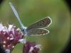 Plebejus argyrognomon